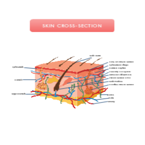 Skin Cross Section thumb